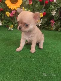 chihuahua 