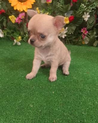 chihuahua 