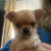 Chwawa maschio 2 mesi