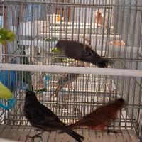 Ibrido di cardinalino