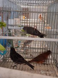 Ibrido di cardinalino