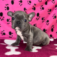 Cucciolo di bulldog francese