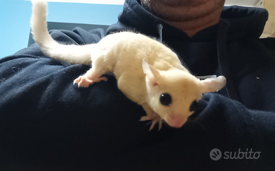 Petauri Bianchi Leucistici piccolini di 3 mesi