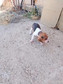 Cucciolo Beagle maschio