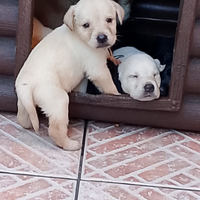 Vendita labrador