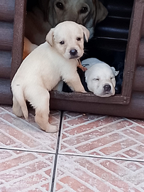 Vendita labrador