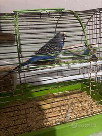 Cocorite australiani