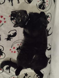 Gatto nero