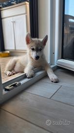 Cucciolo husky