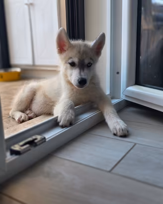 Cucciolo husky