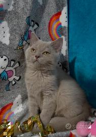 Gattina British