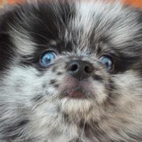 Cucciolo di pomerania