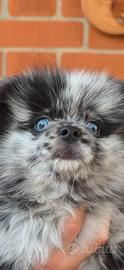 Cucciolo di pomerania