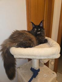 Gattina Maine Coon top
