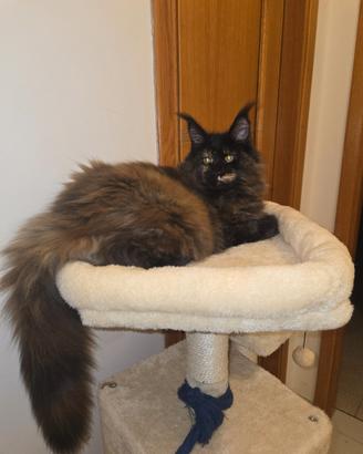 Gattina Maine Coon top