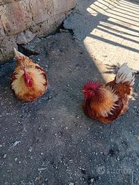 Galline