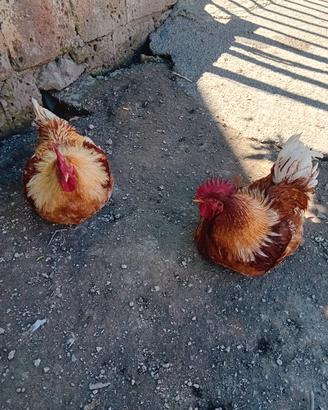 Galline