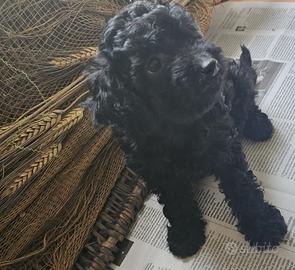 Cucciolo di barboncino