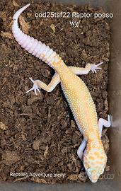 Geco leopardino Raptor