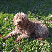 Lagotto romagnolo
