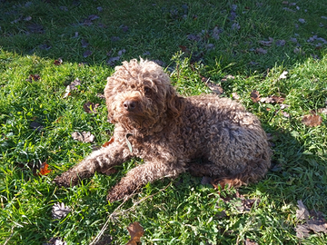 Lagotto romagnolo