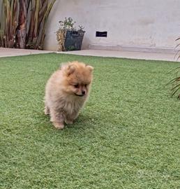 Spitz volpino mini toy