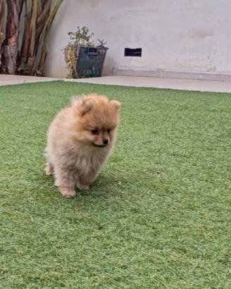 Spitz volpino mini toy