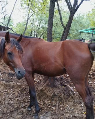 Cavalla puro sangue araba figlia di campione