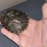 Tartaruga dalle orecchie gialle