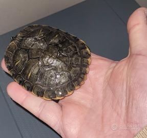 Tartaruga dalle orecchie gialle