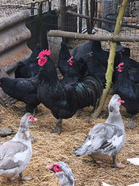 Coppia di galline australorp