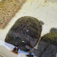 Tartarughe d'acqua dolce