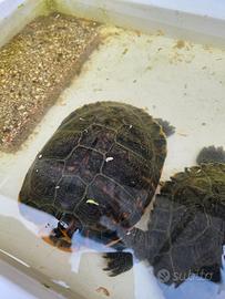 Tartarughe d'acqua dolce