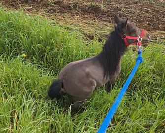 Pony