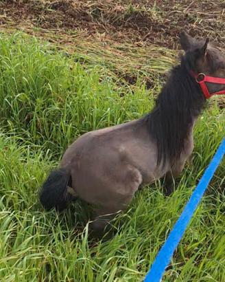 Pony