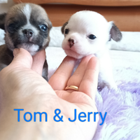 Maschietti di chihuahua