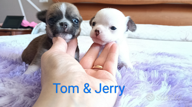 Maschietti di chihuahua