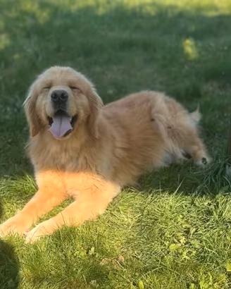 Golden  Retriever, cuccioli americani