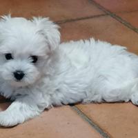 Cuccioli di Maltese