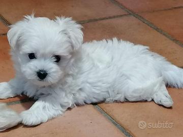 Cuccioli di Maltese