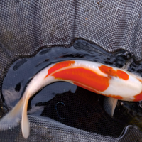 Carpa Koi kohaku doitsu cm 25/30