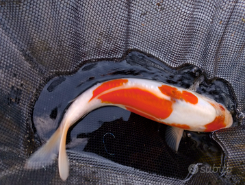 Carpa Koi kohaku doitsu cm 25/30