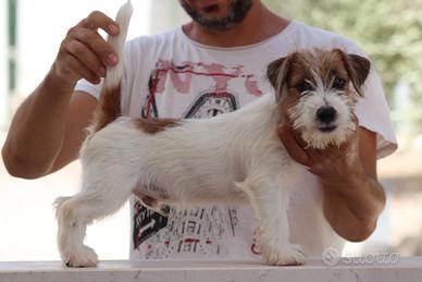 Jack russell terrier