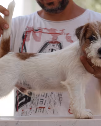 Jack russell terrier