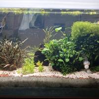 acquario