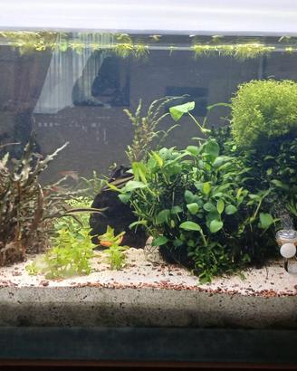 acquario