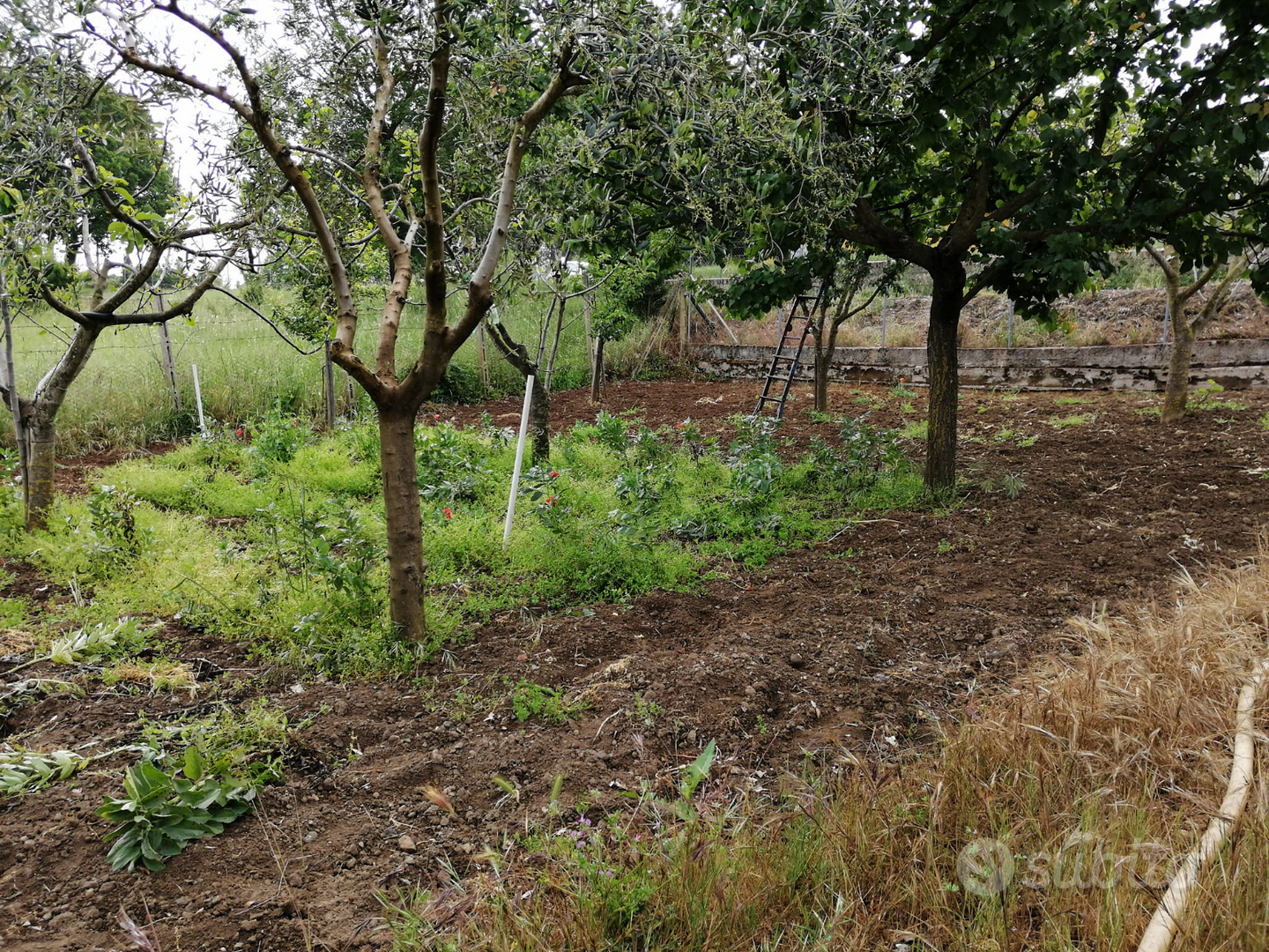 Terreno agricolo Nepi(VT) - Vista 3