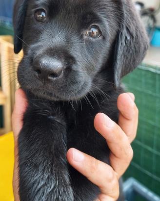Disponibili da subito Labrador retriever neri