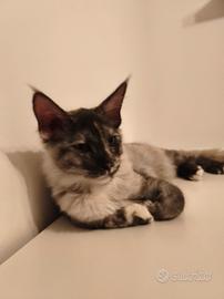 CUCCIOLI DI MAINE COON  da compagnia 
