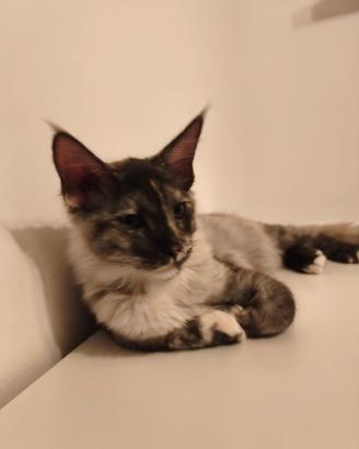CUCCIOLI DI MAINE COON  da compagnia 